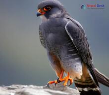 Amur Falcon_Falco amurensis