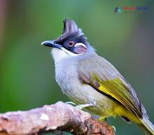 Ashy Bulbul_Hemixos flavala