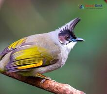 Ashy Bulbul_Hemixos flavala