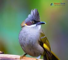 Ashy Bulbul_Hemixos flavala