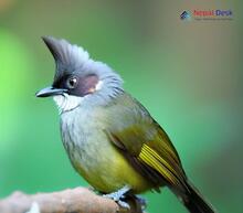 Ashy Bulbul_Hemixos flavala