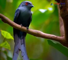 Ashy Drongo_Dicrurus leucophaeus