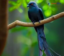 Ashy Drongo_Dicrurus leucophaeus