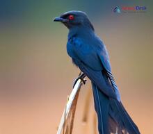 Ashy Drongo_Dicrurus leucophaeus