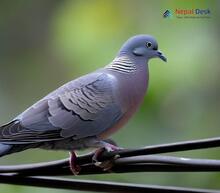 Ashy Wood Pigeon_Columba pulchricollis