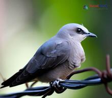 Ashy Woodswallow_Artamus fuscus