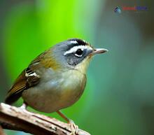 Ashy-throated Leaf Warbler_Phylloscopus maculipennis