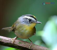 Ashy-throated Leaf Warbler_Phylloscopus maculipennis