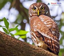 Asian Barred Owlet_Glaucidium cuculoides