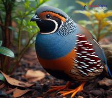 Asian Blue Quail_Synoicus chinensis