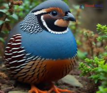 Asian Blue Quail_Synoicus chinensis