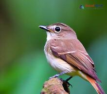 Asian Brown Flycatcher_Muscicapa dauurica