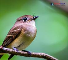 Asian Brown Flycatcher_Muscicapa dauurica