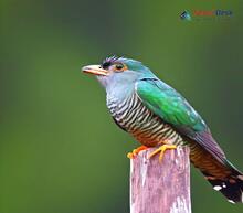 Asian Emerald Cuckoo_Chrysococcyx maculatus