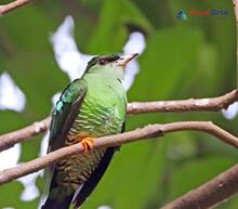 Asian Emerald Cuckoo_Chrysococcyx maculatus