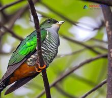 Asian Emerald Cuckoo_Chrysococcyx maculatus