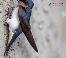 Asian House Martin_Delichon dasypus