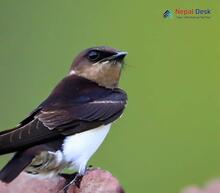 Asian House Martin_Delichon dasypus