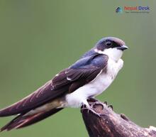 Asian House Martin_Delichon dasypus