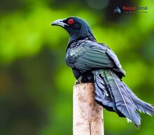 Asian Koel_Eudynamys scolopaceus