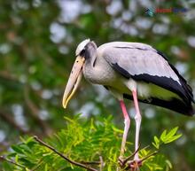 Asian Openbill_Anastomus oscitans