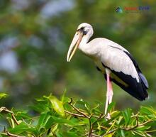 Asian Openbill_Anastomus oscitans