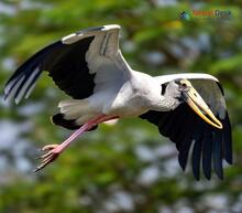 Asian Openbill_Anastomus oscitans