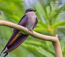 Asian Palm Swift - Cypsiurus balasiensis