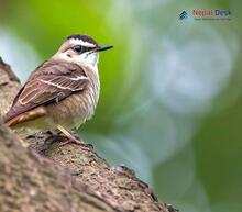 Asian Stubtail - Urosphena squameiceps