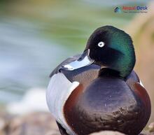 Baer's Pochard_Aythya baeri