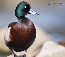 Baer's Pochard_Aythya baeri