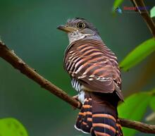 Banded Bay Cuckoo - Cacomantis sonneratii