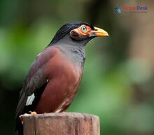 Bank Myna - Acridotheres ginginianus