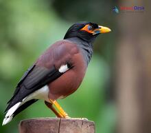 Bank Myna - Acridotheres ginginianus