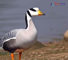 Bar-headed Goose_Anser indicus