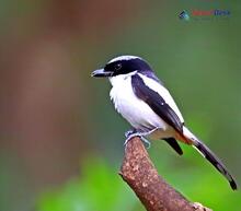 Bar-winged Flycatcher-shrike_Hemipus picatus