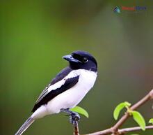 Bar-winged Flycatcher-shrike_Hemipus picatus