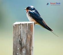 Barn Swallow_Hirundo rustica