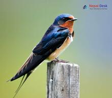 Barn Swallow_Hirundo rustica