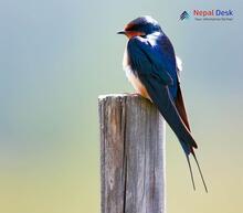 Barn Swallow_Hirundo rustica