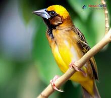 Baya Weaver_Ploceus philippinus