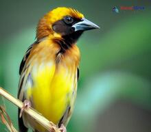 Baya Weaver_Ploceus philippinus