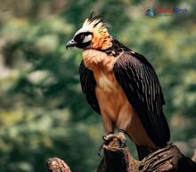 Bearded Vulture_Gypaetus barbatus