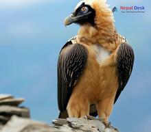 Bearded Vulture_Gypaetus barbatus