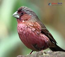 Beautiful Rosefinch_Carpodacus pulcherrimus