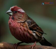 Beautiful Rosefinch_Carpodacus pulcherrimus