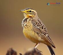 Bengal Bush Lark_Mirafra assamica