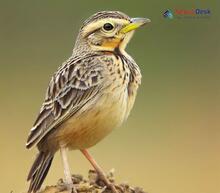 Bengal Bush Lark_Mirafra assamica