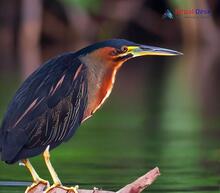 Black Bittern_Ixobrychus flavicollis