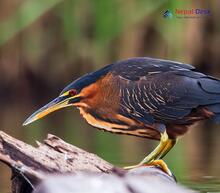 Black Bittern_Ixobrychus flavicollis